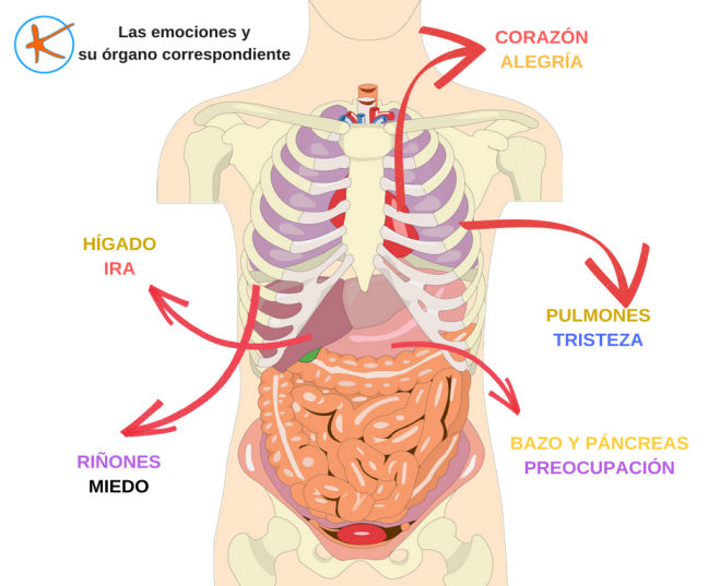 La imagen tiene un atributo ALT vacío; su nombre de archivo es EmocionesYOrganos.png